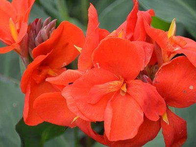 大花美人蕉價(jià)格行情與環(huán)境保護(hù)監(jiān)測的聯(lián)動分析——以2016年4月為例